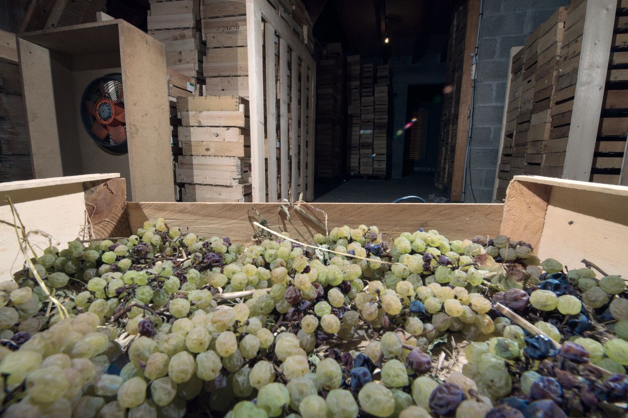 Vignoble Technique Vin de paille VDP-0035